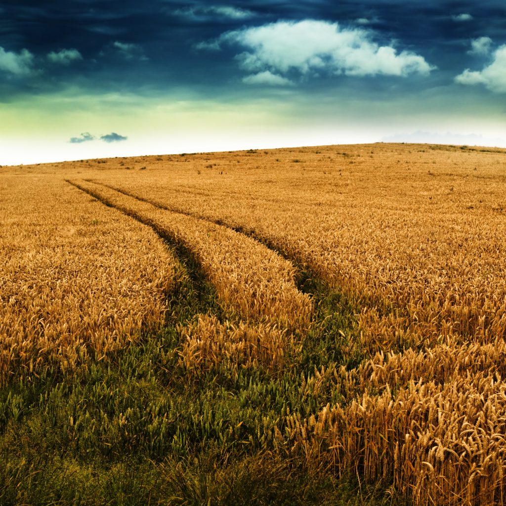 Path Created in Grain Feild