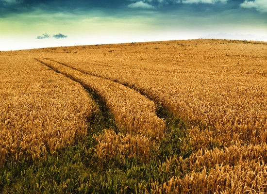 Path Created in Grain Feild